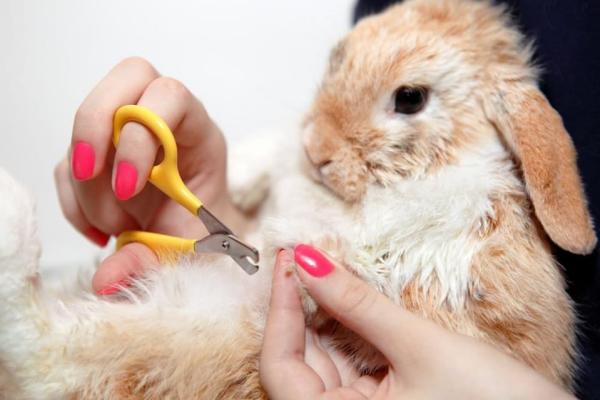 ¿Cómo cortar las uñas a un conejo en casa?