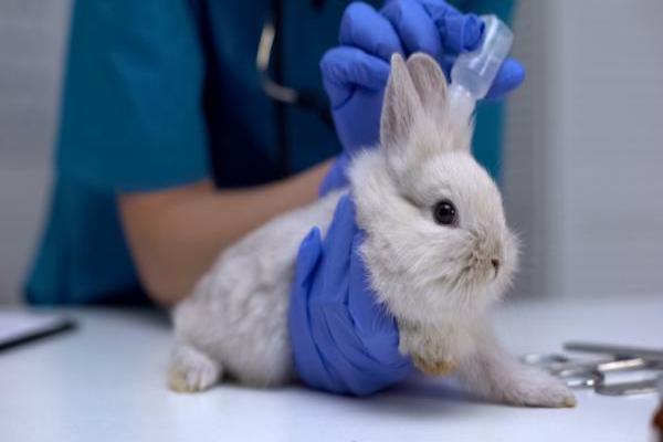 Otitis en conejos causas y consecuencias