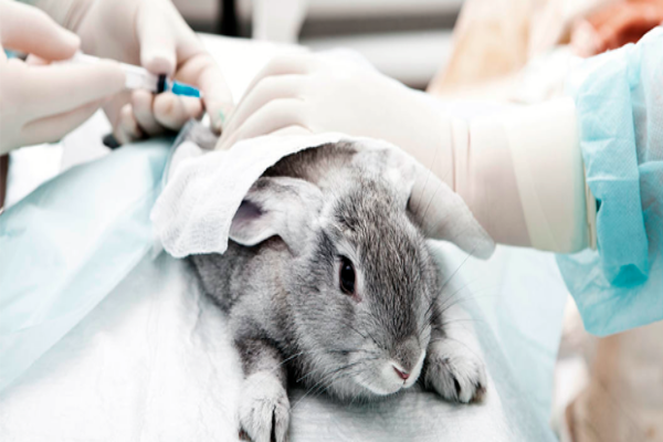 Tratamiento para problemas respiratorios en conejos