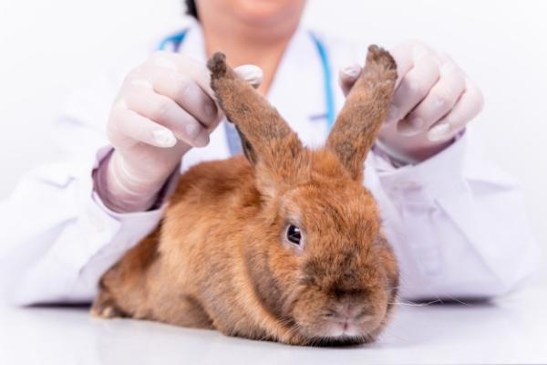 Cirugía para el controlar de la otitis media en conejos. 