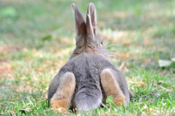 Conejo arrastra patas traseras