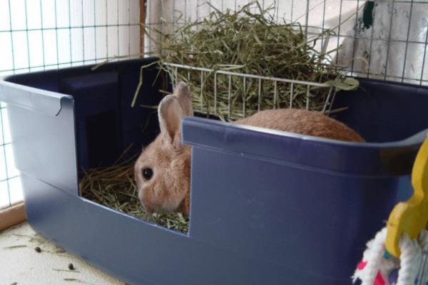 Entrenamiento para ir al baño en los conejos