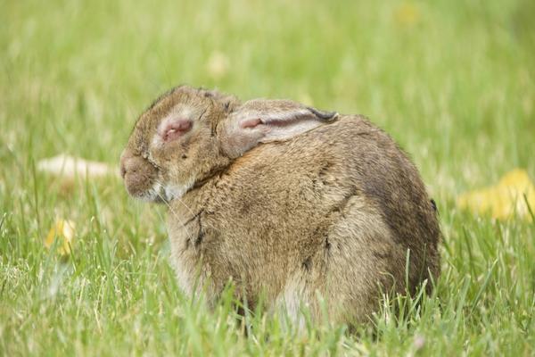 Mixomatosis en conejos