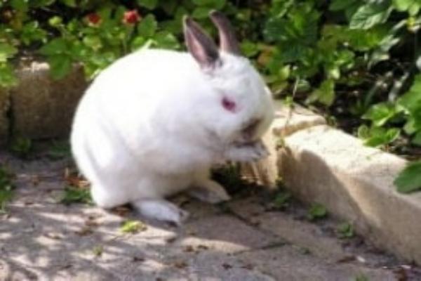 Tratamiento de la obesidad en conejos