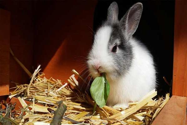 Frutas y verduras recomendada para conejos