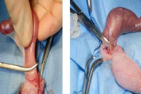 Qué es la cirugía de esterilización o castración