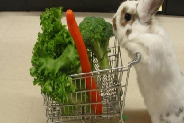 Frutas y verduras recomendada para conejos