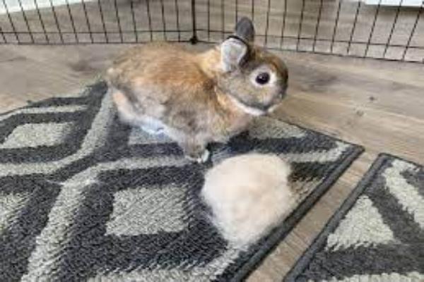 ¿Cómo es la muda de pelo en conejos?