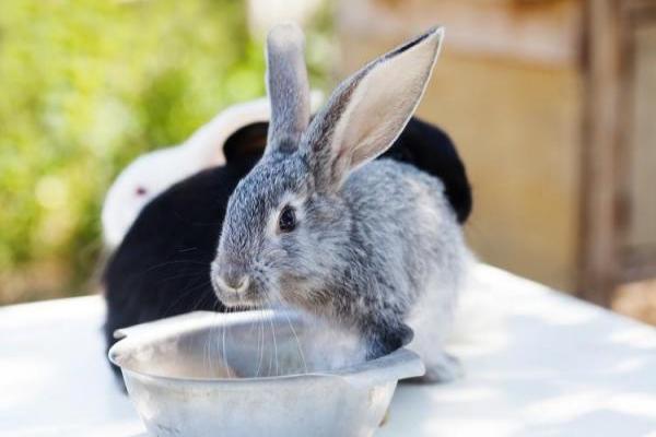 ¿Los Conejos Pueden Tomar Agua?