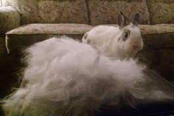 ¿Cómo es la muda de pelo en conejos?