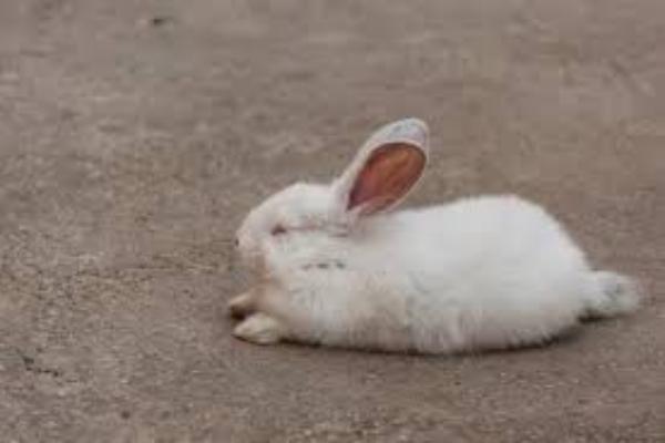 Principales enfermedades de los conejos 