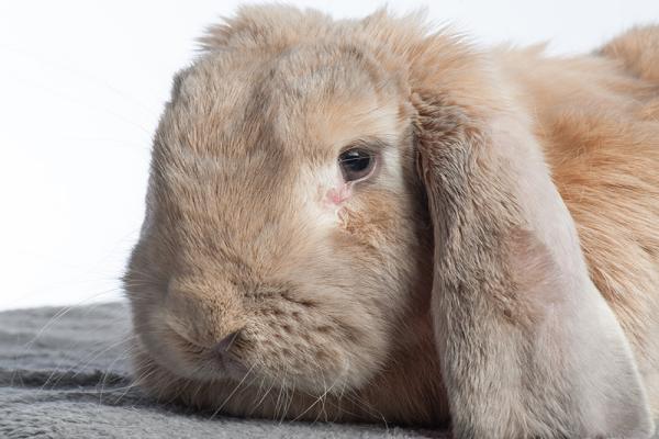 Problemas con las razas de conejos de orejas caídas
