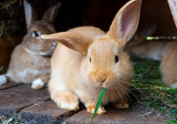 Lo que debes saber antes de adoptar un conejo