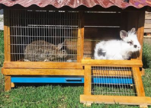 Los mejores materiales para construir casa de conejos