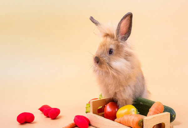 Los mejores componentes para la dieta de un conejo