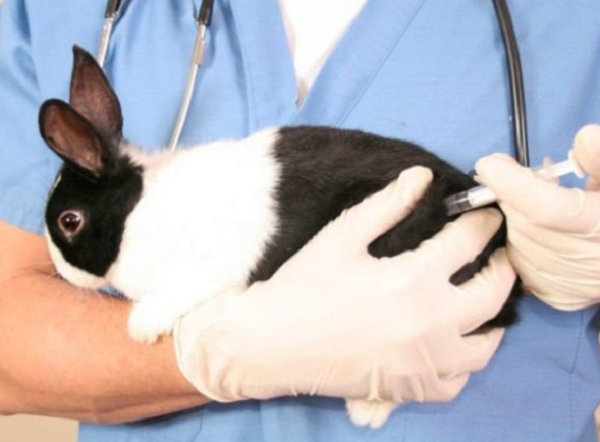 Cuidados Especiales Para Conejos Enfermos 