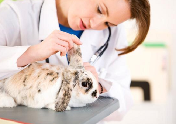 Cuidados Especiales Para Conejos Enfermos 