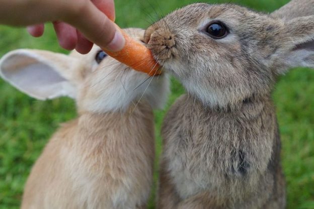 como-adiestrar-conejos