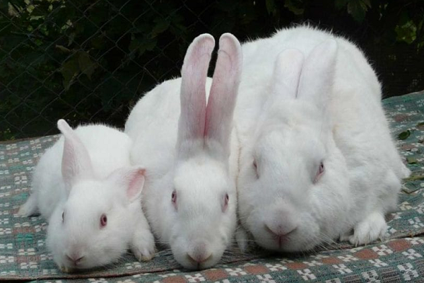 Conejo común hyplus