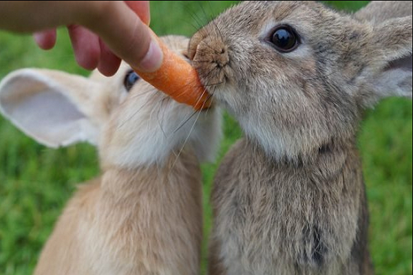 Que pueden comer los conejos enanos