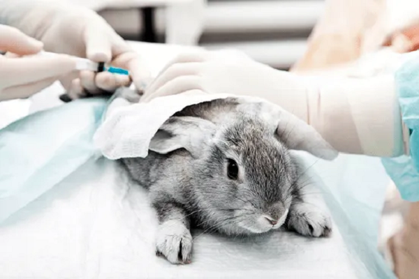 Cuidados tras esterilizar a un conejo enano