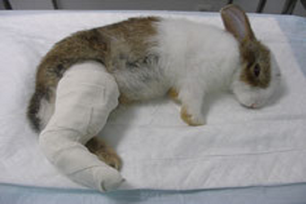 Como curar la pata rota de un conejo