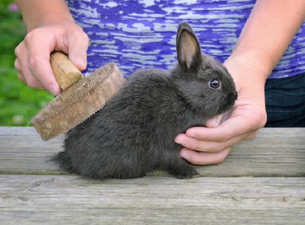 ¿Cómo domesticar a un conejo?