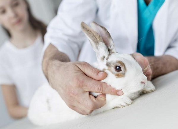 Las enfermedades más comunes en conejo